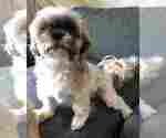Small Photo #6 Shih Tzu-Shorkie Tzu Mix Puppy For Sale in GRANITE QRY, NC, USA