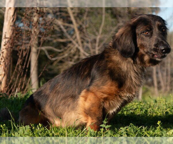 Medium Photo #1 Dachshund-Unknown Mix Puppy For Sale in San Andreas, CA, USA