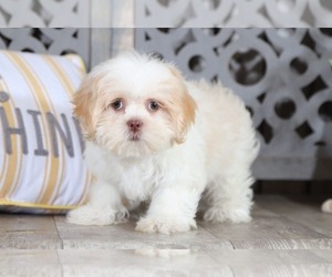 Shih Tzu Puppy for sale in MOUNT VERNON, OH, USA