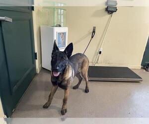Mutt Dogs for adoption in Pasadena, CA, USA