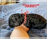Small Photo #3 Poodle (Standard) Puppy For Sale in DYERSBURG, TN, USA