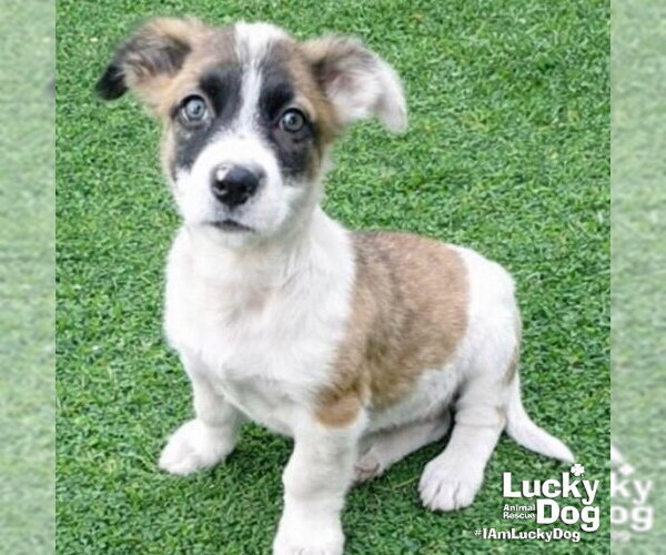 Medium Photo #1 Border Collie-Unknown Mix Puppy For Sale in Washington, DC, USA