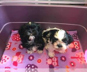 Shih Tzu Puppy for sale in RAMSEY, MN, USA