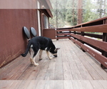 Small Photo #18 German Shepherd Dog Puppy For Sale in PINE MOUNTAIN CLUB, CA, USA