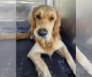 Golden Retriever Dogs for adoption in San Antonio, TX, USA