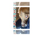 Small #10 Labrador Retriever Mix