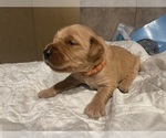 Puppy Orange collar Golden Retriever