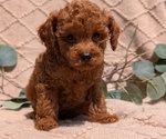 Small Photo #46 Cockapoo Puppy For Sale in GOSHEN, IN, USA