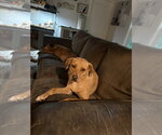 Small #2 Labrador Retriever Mix