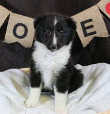 Shetland Sheepdog Puppy for sale in NAUVOO, IL, USA
