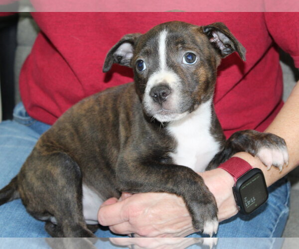 Medium Photo #2 Mutt Puppy For Sale in Prattville, AL, USA