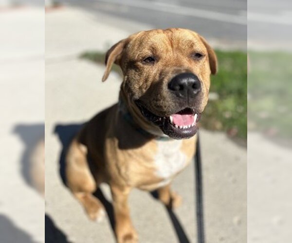 Medium Photo #1 American Pit Bull Terrier-Labrador Retriever Mix Puppy For Sale in Ventura, CA, USA