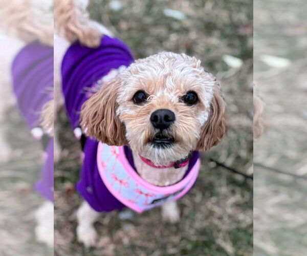 Medium Photo #2 Poodle (Miniature)-Unknown Mix Puppy For Sale in Matawan, NJ, USA