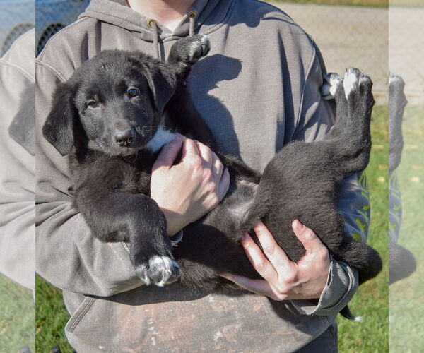 Medium Photo #5 German Shepherd Dog-Unknown Mix Puppy For Sale in Huntley, IL, USA