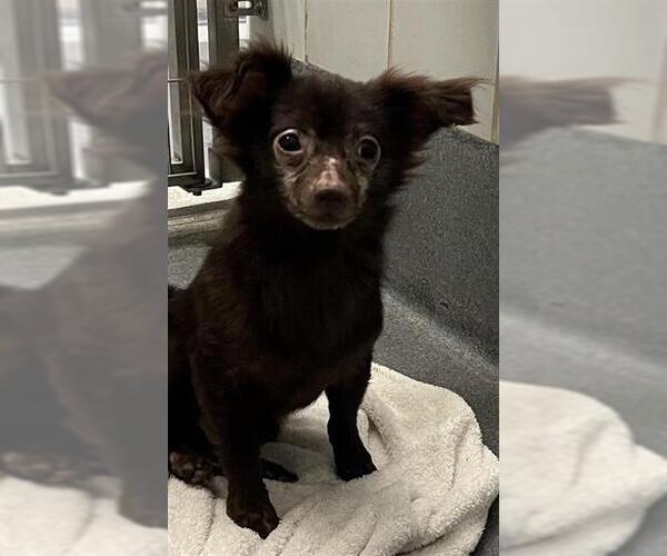 Medium Photo #1 Chihuahua-Unknown Mix Puppy For Sale in San Antonio, TX, USA