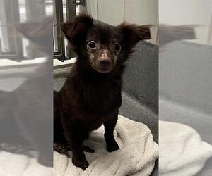 Chihuahua-Unknown Mix Dogs for adoption in San Antonio, TX, USA