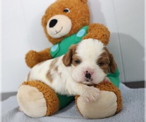 Cavalier King Charles Spaniel Puppy for sale in FREDERICKSBG, OH, USA