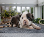 Small Photo #16 Olde English Bulldogge Puppy For Sale in MERCER, PA, USA