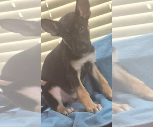 German Shepherd Dog-Unknown Mix Dogs for adoption in The Woodlands, TX, USA
