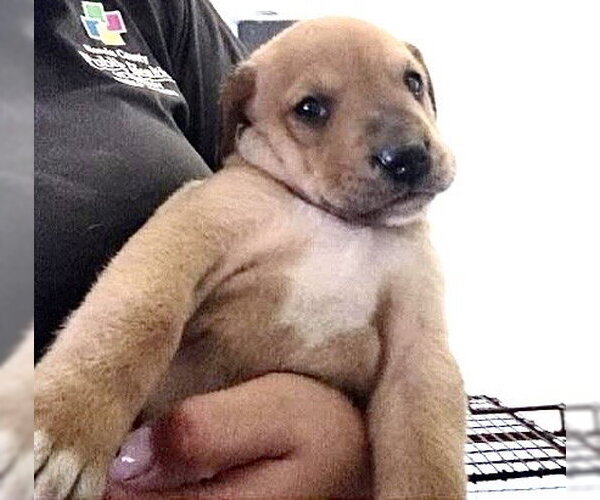 Medium Photo #1 German Shepherd Dog-Unknown Mix Puppy For Sale in Houston, TX, USA