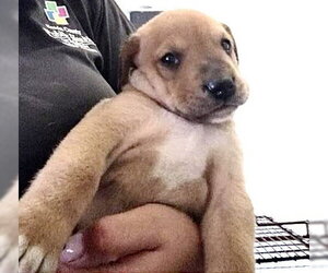 German Shepherd Dog-Unknown Mix Dogs for adoption in Houston, TX, USA