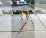 Small #3 Beagle