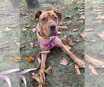 Small American Staffordshire Terrier