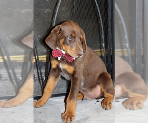 Doberman Pinscher Puppy for sale in LIMESTONE, TN, USA