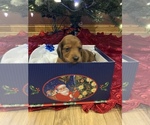 Small Photo #1 Dachshund Puppy For Sale in CARROLLTON, IL, USA