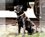 Small Photo #1 Cane Corso Puppy For Sale in BUNCH, OK, USA
