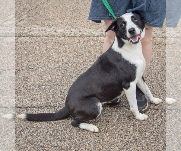 Medium Photo #2 Border Collie-Unknown Mix Puppy For Sale in Huntley, IL, USA