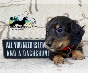 Dachshund Puppy for sale in SOUTH EASTON, MA, USA