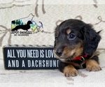 Image preview for Ad Listing. Nickname: Dallas AKC