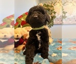 Small Photo #4 Goldendoodle Puppy For Sale in NEW LONDON, NC, USA
