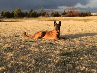 Belgian Malinois Puppy for sale in EVANS, CO, USA