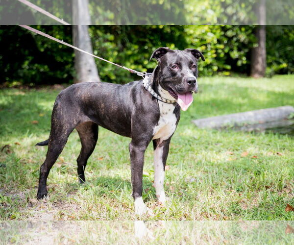 Medium Photo #1 Mutt Puppy For Sale in Royal Palm Beach, FL, USA