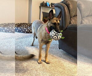 Mutt Dogs for adoption in Imlay City, MI, USA