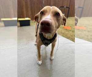 American Pit Bull Terrier-Chihuahua Mix Dogs for adoption in McKinney, TX, USA