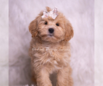 Small #3 Maltipoo (Toy)