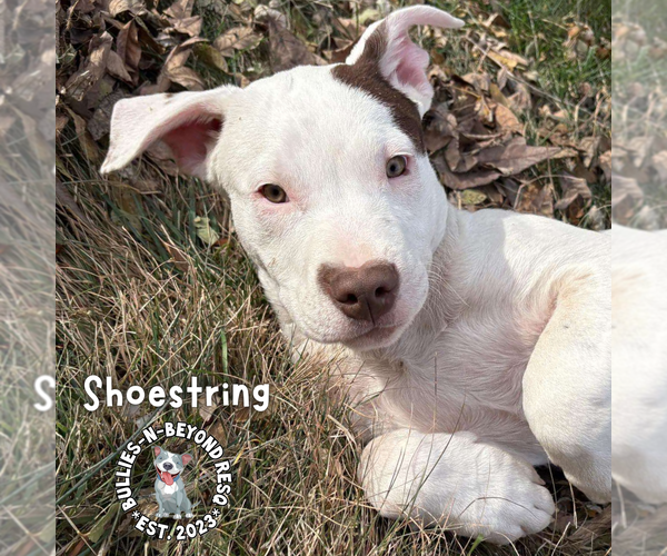 Medium Photo #3 Staffordshire Bull Terrier-Unknown Mix Puppy For Sale in Omaha, NE, USA