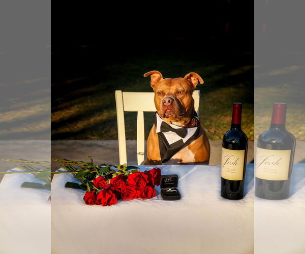 Medium Photo #11 Mutt Puppy For Sale in  Gainesville, FL, USA