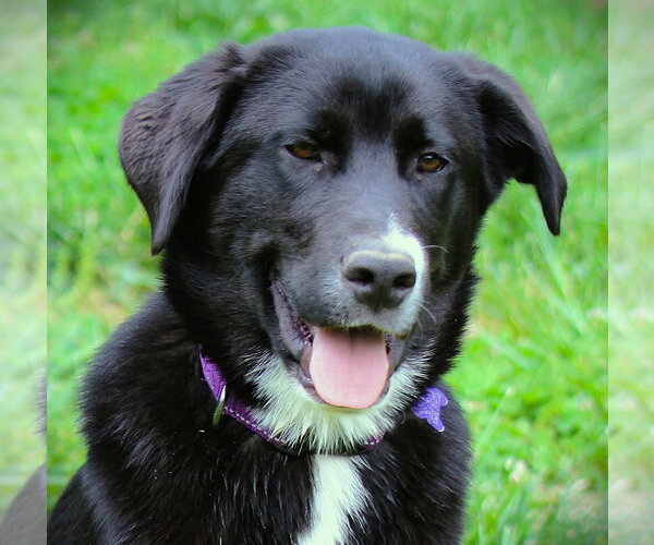 Medium Photo #4 Pyrenees Border Collie Puppy For Sale in Cookeville, TN, USA