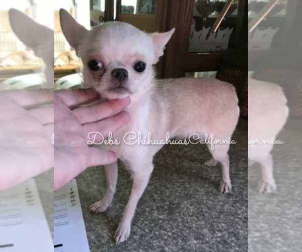 Medium Photo #1 Chihuahua Puppy For Sale in TRACY, CA, USA