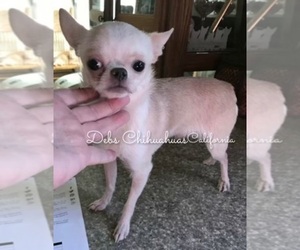 Father of the Chihuahua puppies born on 01/20/2026