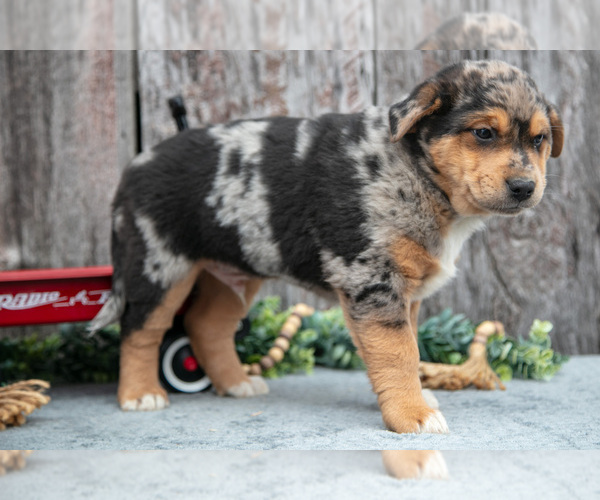 Medium Photo #3 Australian Cattle Dog-Miniature Australian Shepherd Mix Puppy For Sale in SULLIVAN, OH, USA