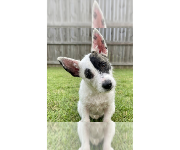 Medium Photo #1 Jack Russell Terrier-Unknown Mix Puppy For Sale in Grovertown, IN, USA