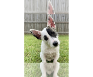 Jack Russell Terrier-Unknown Mix Dogs for adoption in Grovertown, IN, USA