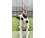 Small Jack Russell Terrier Mix