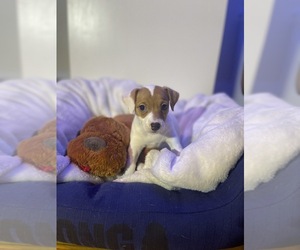 Jack Russell Terrier Puppy for sale in DORCHESTER, MA, USA