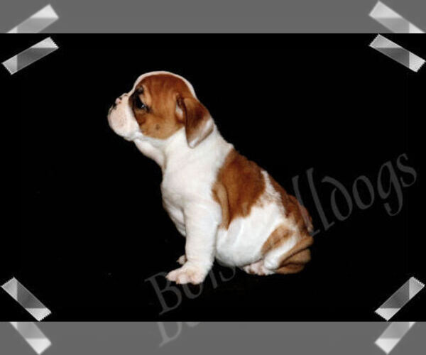 Medium Photo #2 Bulldog Puppy For Sale in BOISE, ID, USA